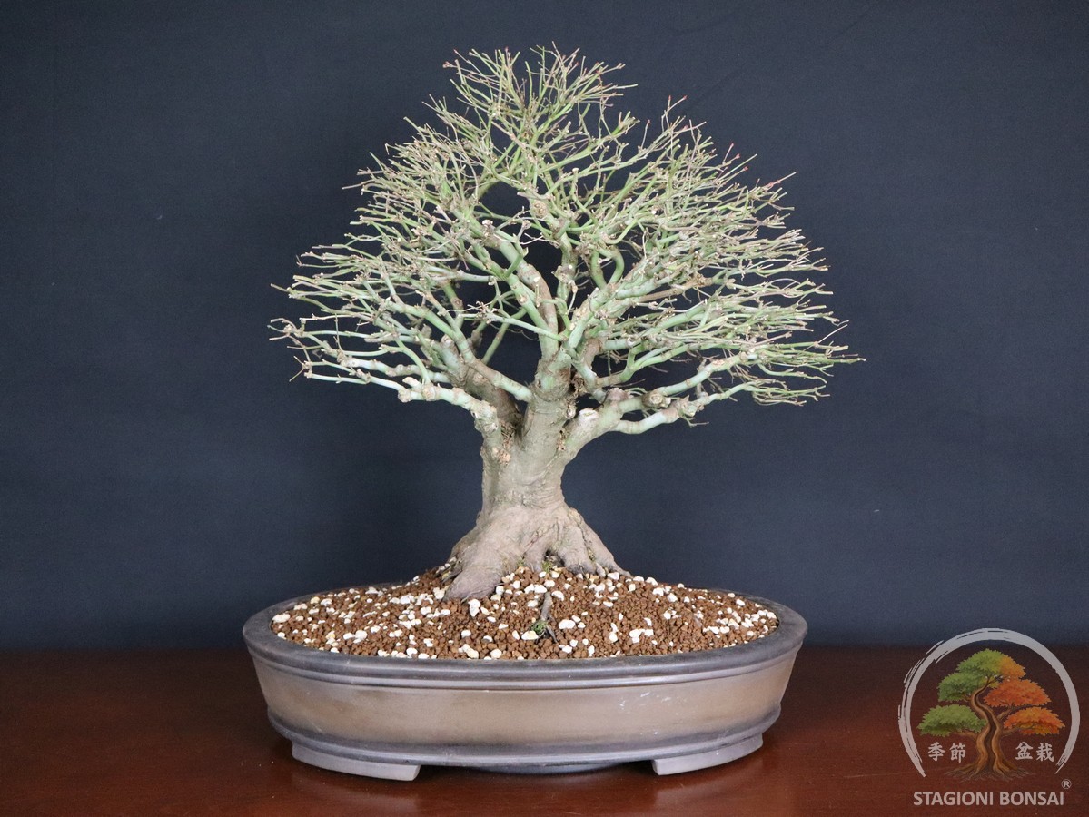 Acer palmatum Kiyohime - Acero palmato (26-055) - immagine 3