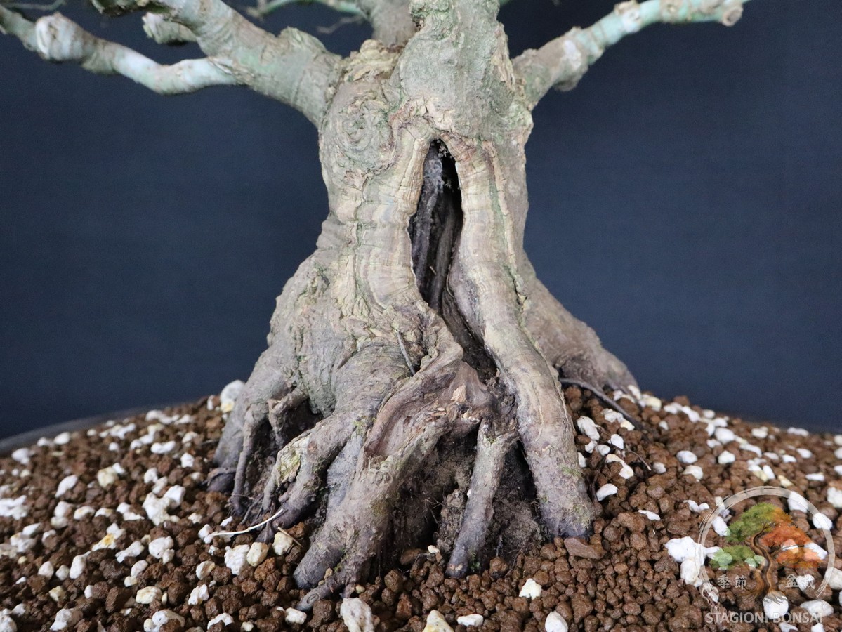 Acer palmatum Kiyohime - Acero palmato (26-055) - immagine 5