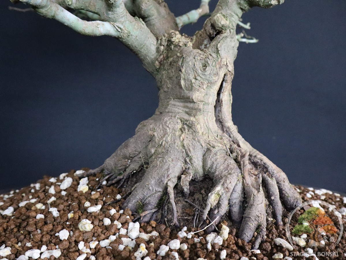 Acer palmatum Kiyohime - Acero palmato (26-055) - immagine 6
