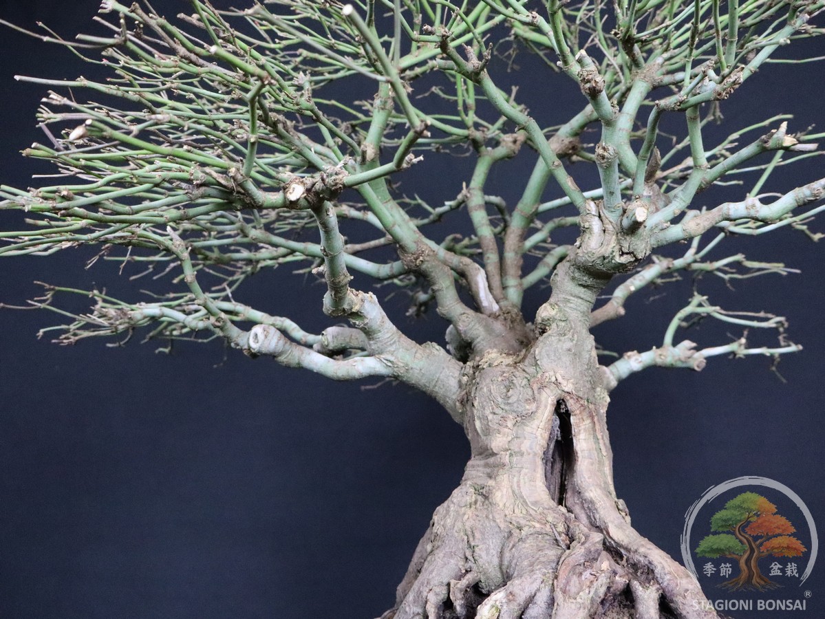 Acer palmatum Kiyohime - Acero palmato (26-055) - immagine 7