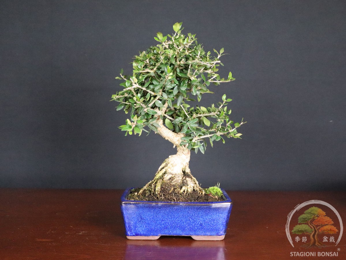 Olea europaea sylvestris - Olivastro (26-057)