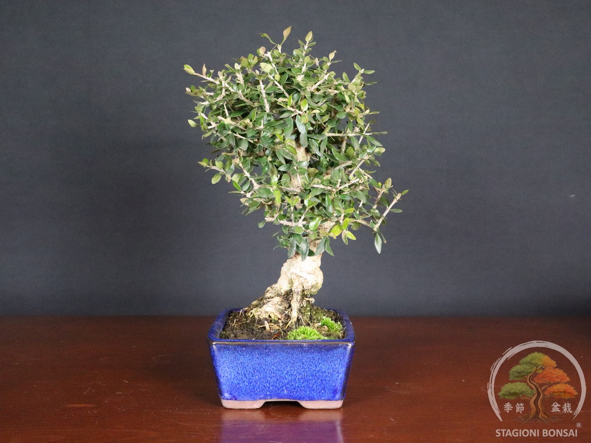 Olea europaea sylvestris - Olivastro (26-057) - immagine 2