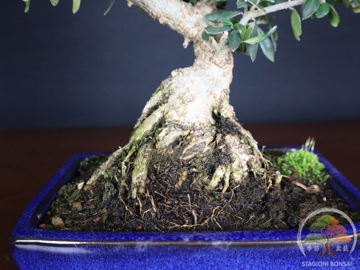Olea europaea sylvestris - Olivastro (26-057) - immagine 5