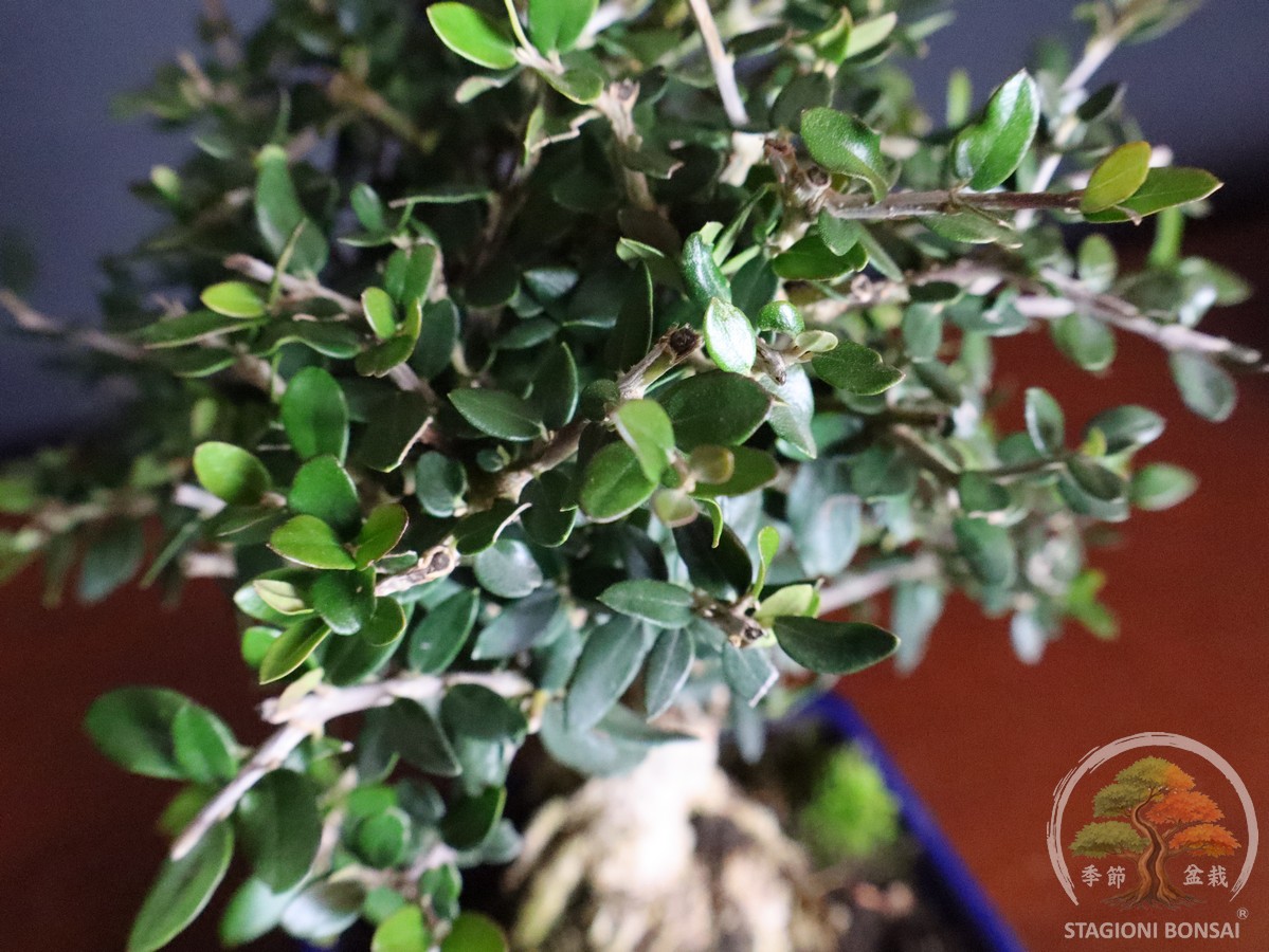 Olea europaea sylvestris - Olivastro (26-057) - immagine 7