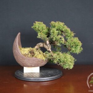 Juniperus Chinensis Itoigawa – Ginepro (26-058)