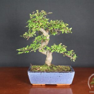 Bonsai di Zelkova (Olmo cinese) - vaso 25cm - Esemplare Selezionato