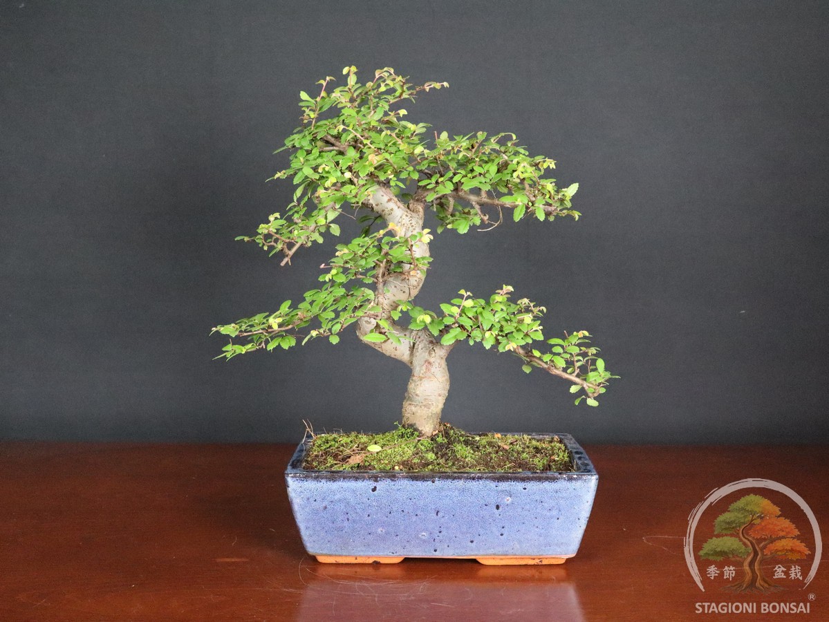 Bonsai di Zelkova (Olmo cinese) - vaso 25cm - Esemplare Selezionato