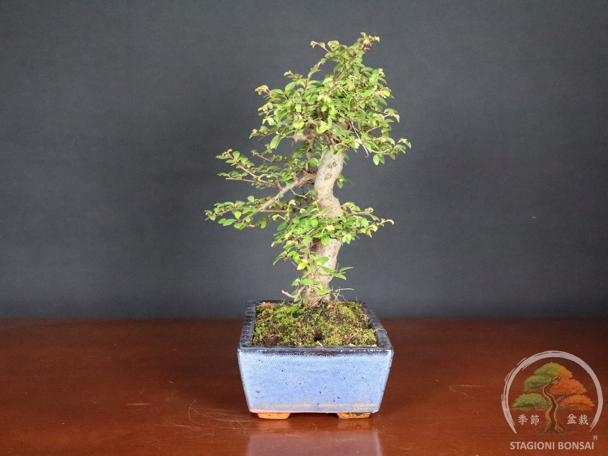Bonsai di Zelkova (Olmo cinese) - vaso 25cm - Esemplare Selezionato - immagine 2