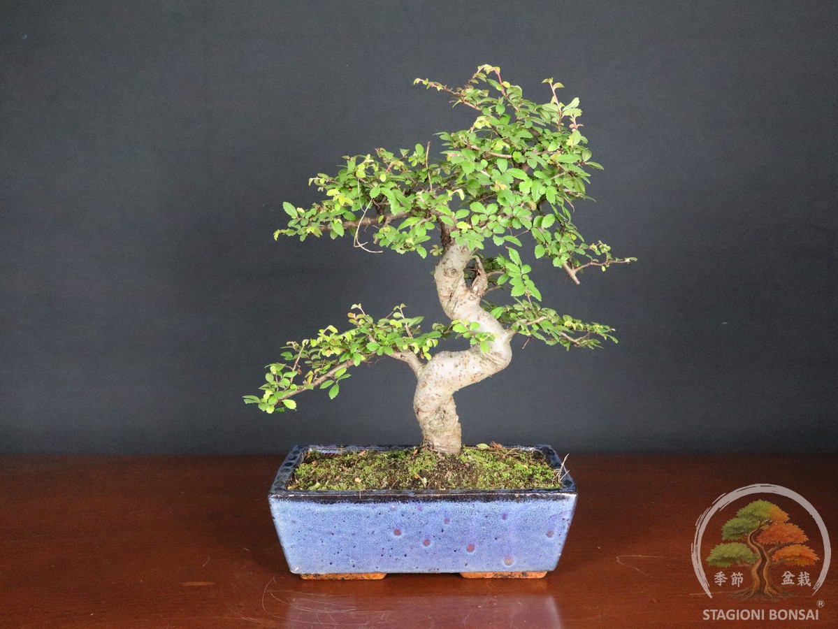 Bonsai di Zelkova (Olmo cinese) - vaso 25cm - Esemplare Selezionato - immagine 3