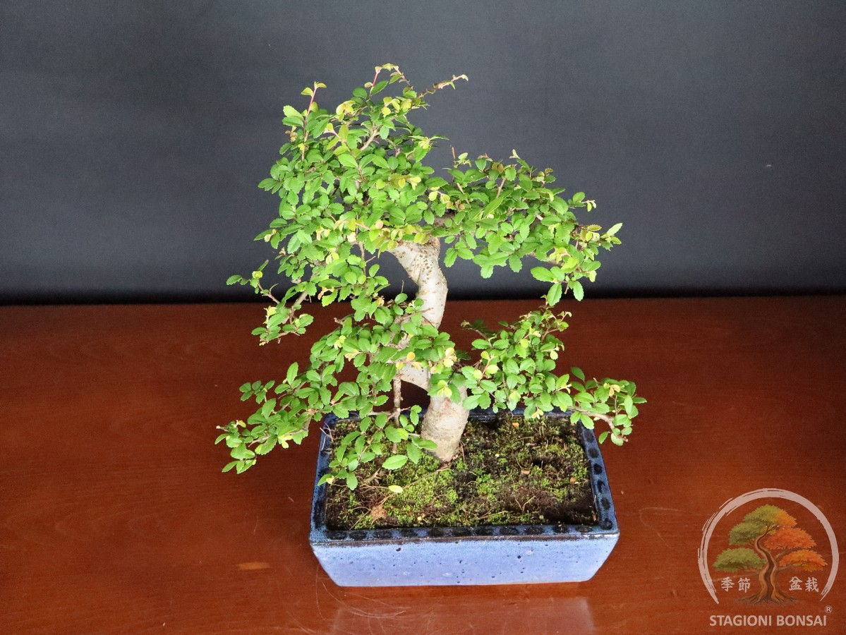Bonsai di Zelkova (Olmo cinese) - vaso 25cm - Esemplare Selezionato - immagine 5