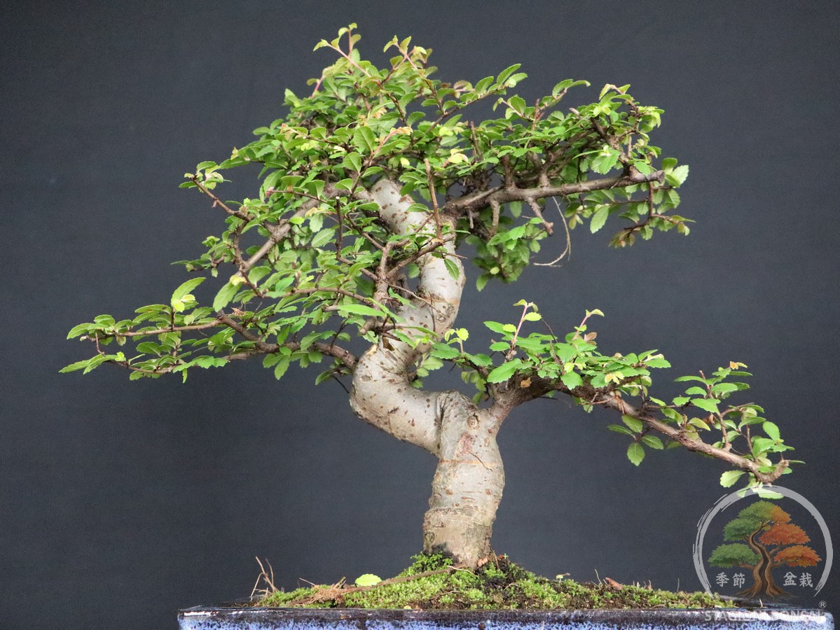 Bonsai di Zelkova (Olmo cinese) - vaso 25cm - Esemplare Selezionato - immagine 6