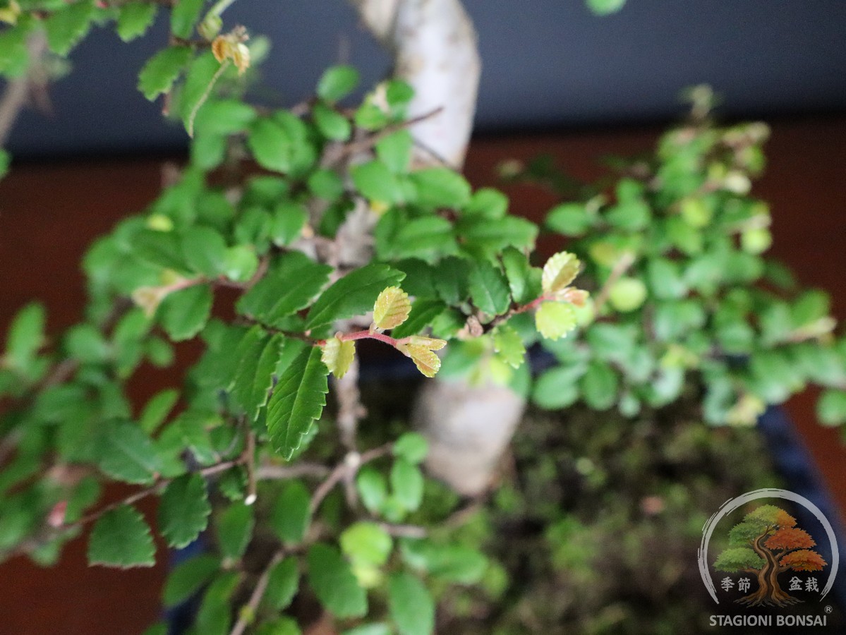 Bonsai di Zelkova (Olmo cinese) - vaso 25cm - Esemplare Selezionato - immagine 7