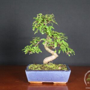 Bonsai di Zelkova (Olmo cinese) - vaso 25cm