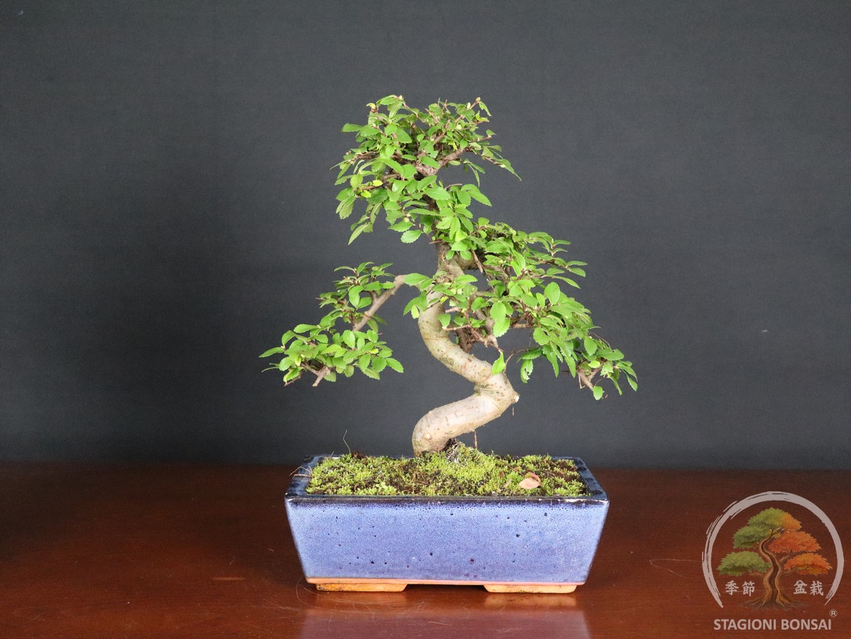 Bonsai di Zelkova (Olmo cinese) - vaso 25cm