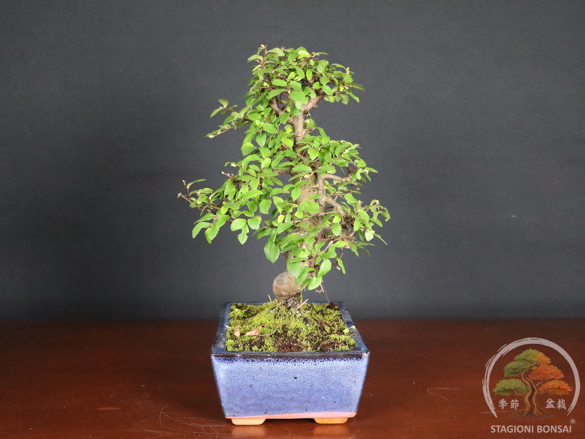 Bonsai di Zelkova (Olmo cinese) - vaso 25cm - immagine 2