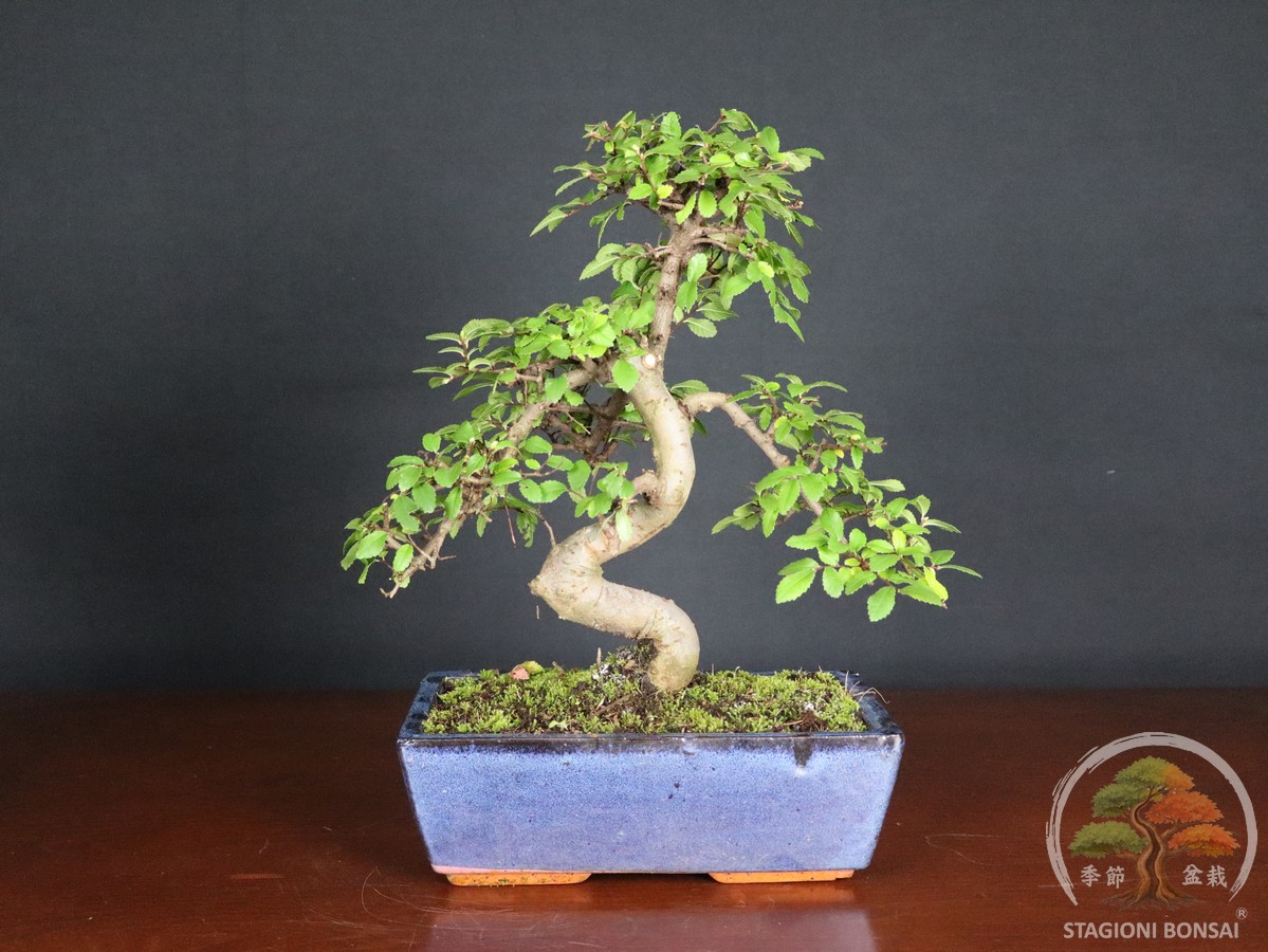 Bonsai di Zelkova (Olmo cinese) - vaso 25cm - immagine 3