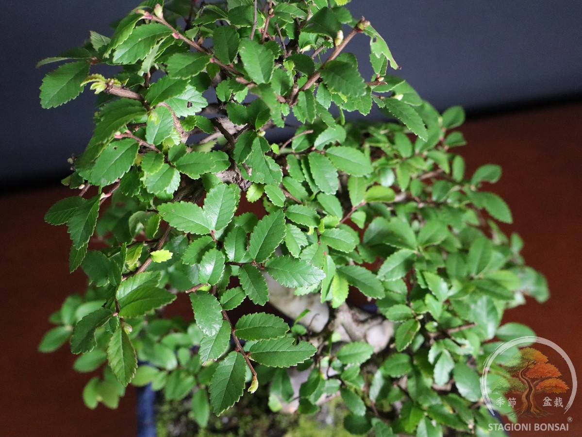 Bonsai di Zelkova (Olmo cinese) - vaso 25cm - immagine 4