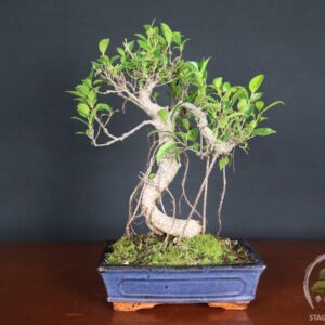 Bonsai di Ficus retusa – vaso 25cm