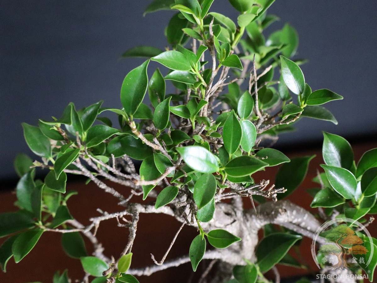 Bonsai di Ficus retusa – vaso 25cm - immagine 4
