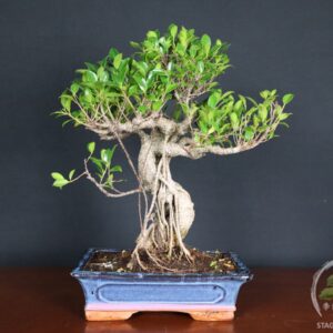 Bonsai di Ficus retusa – vaso 30cm - Esemplare Selezionato