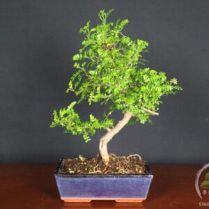 Bonsai di Zanthoxylum piperitum (Pepe di Sichuan) – vaso 25cm - Esemplare Selezionato