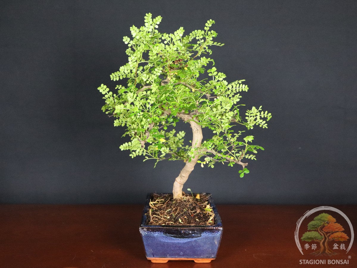 Bonsai di Zanthoxylum piperitum (Pepe di Sichuan) – vaso 25cm - Esemplare Selezionato - immagine 2