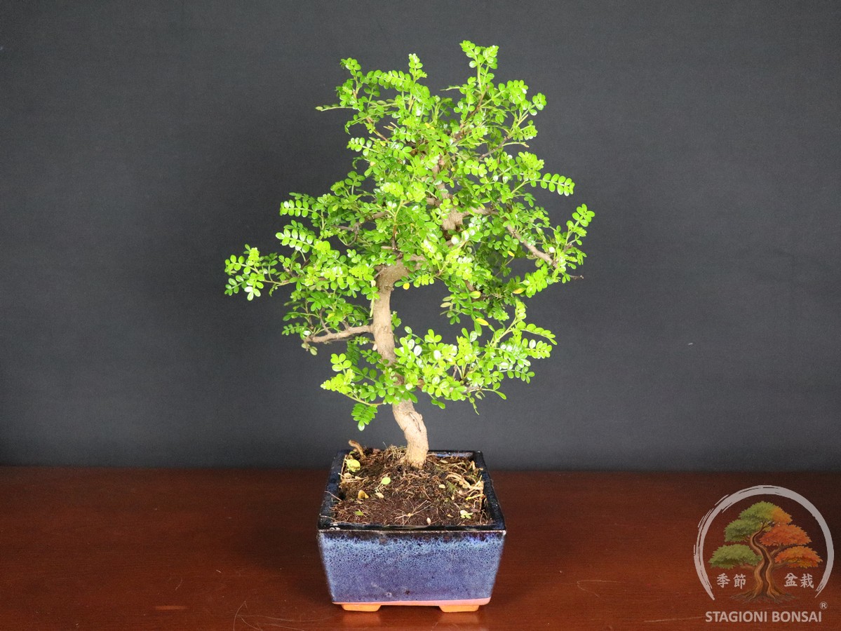 Bonsai di Zanthoxylum piperitum (Pepe di Sichuan) – vaso 25cm - Esemplare Selezionato - immagine 4