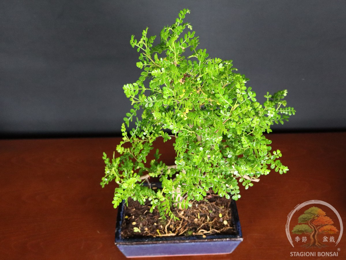 Bonsai di Zanthoxylum piperitum (Pepe di Sichuan) – vaso 25cm - Esemplare Selezionato - immagine 6