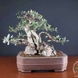 Olivo yamadori - Olea europaea (25-047)