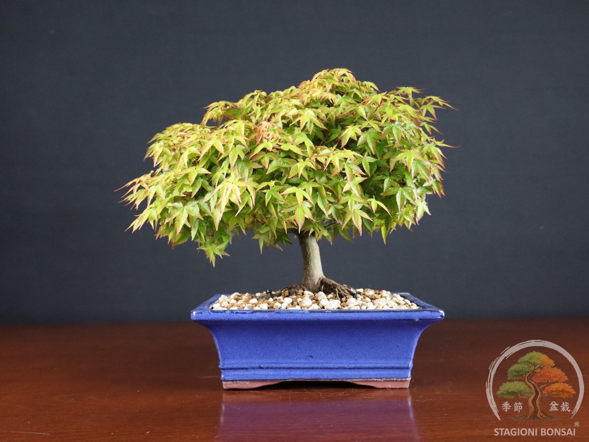 Acer palmatum Kiyohime - Acero palmato (26-053) - immagine 2