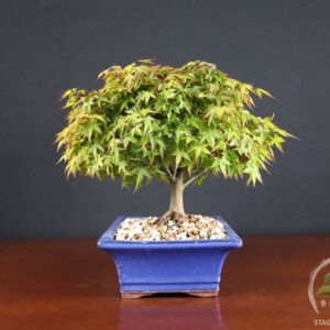 Acer palmatum Kiyohime - Acero palmato (26-053)