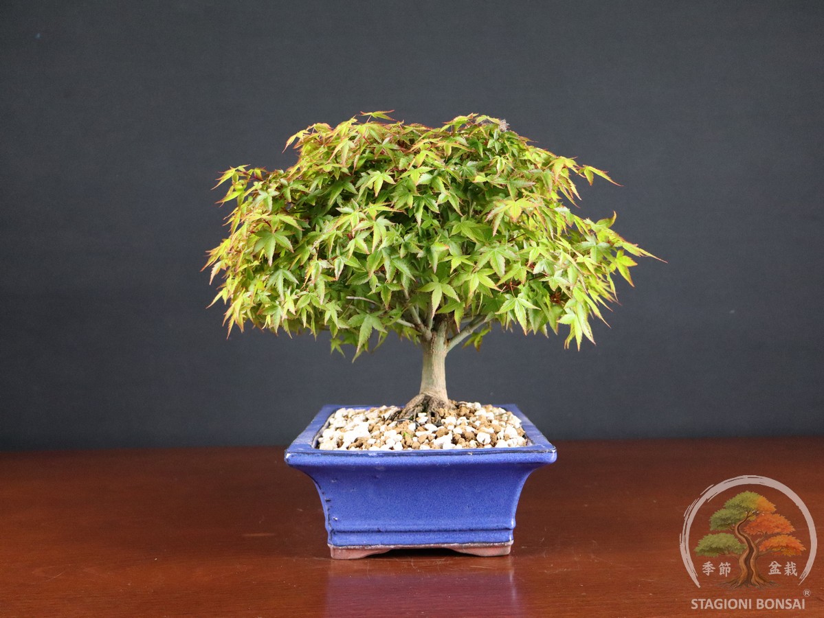 Acer palmatum Kiyohime - Acero palmato (26-053)