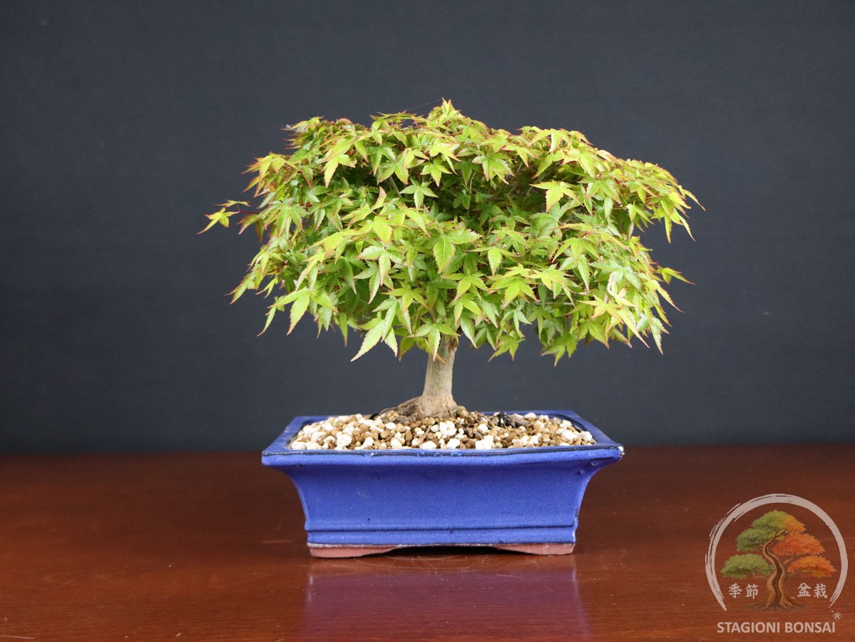 Acer palmatum Kiyohime - Acero palmato (26-053) - immagine 3
