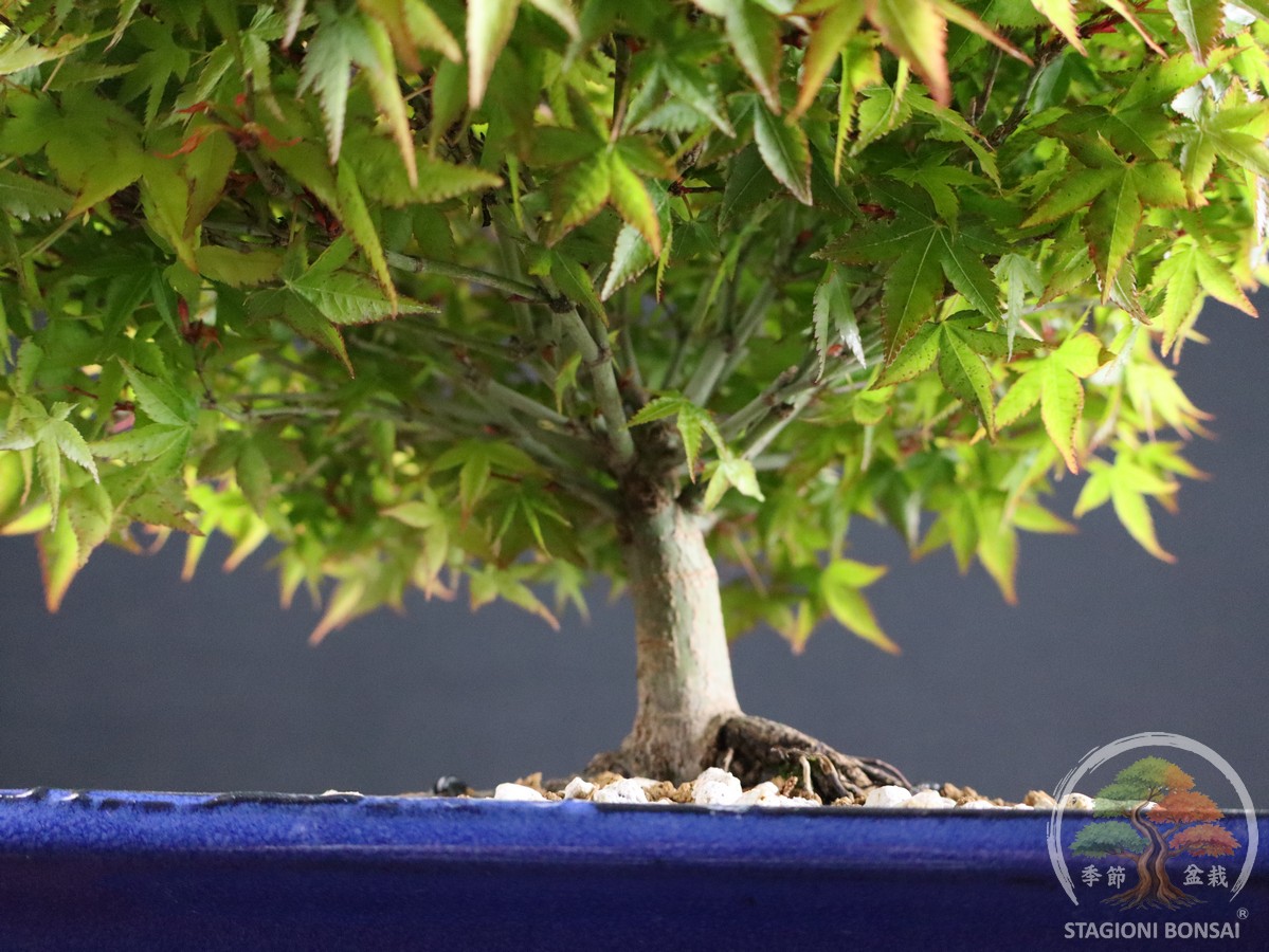 Acer palmatum Kiyohime - Acero palmato (26-053) - immagine 6