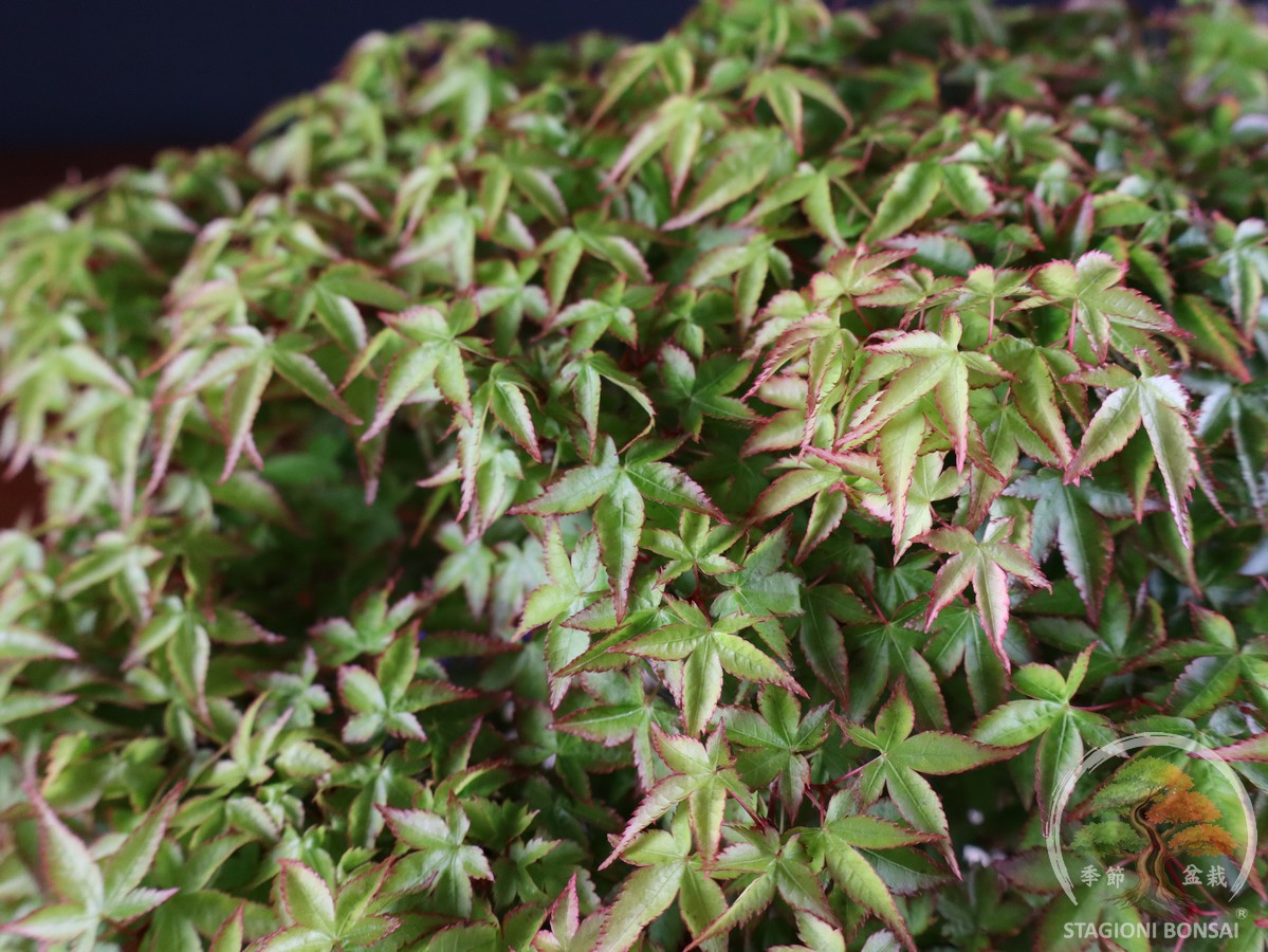Acer palmatum Kiyohime - Acero palmato (26-053) - immagine 4