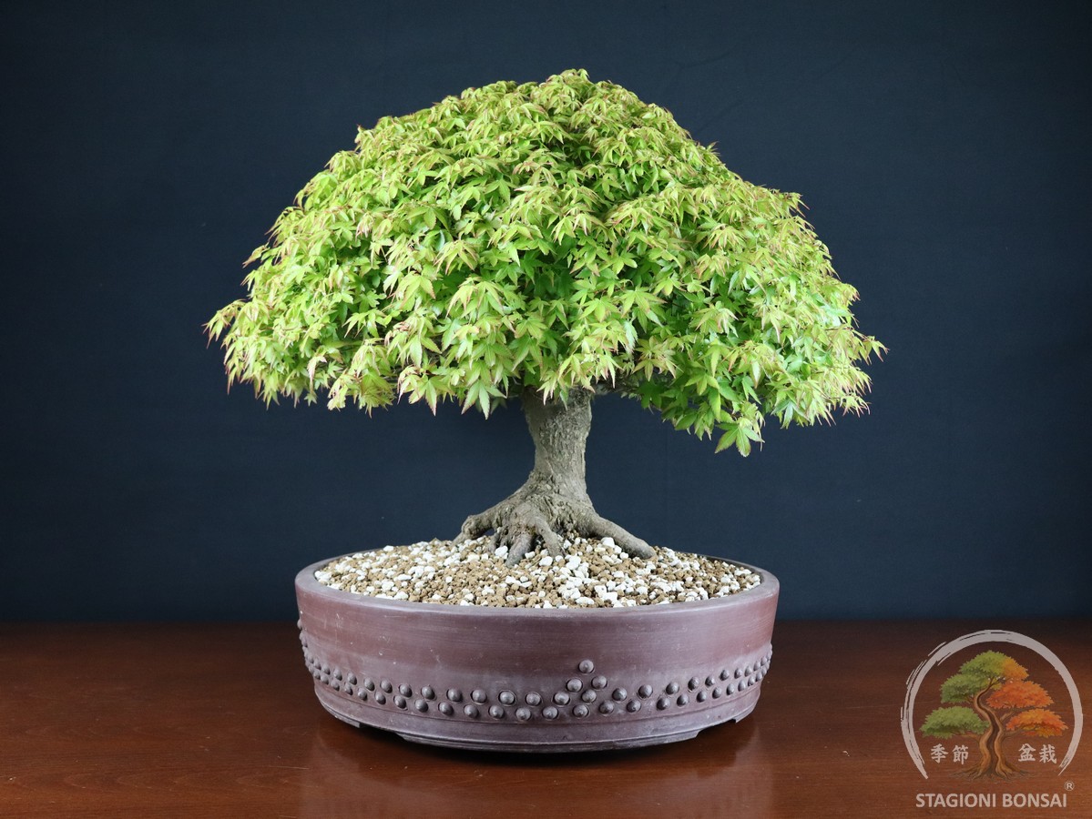 Acer palmatum Kiyohime - Acero palmato (26-050) - immagine 2