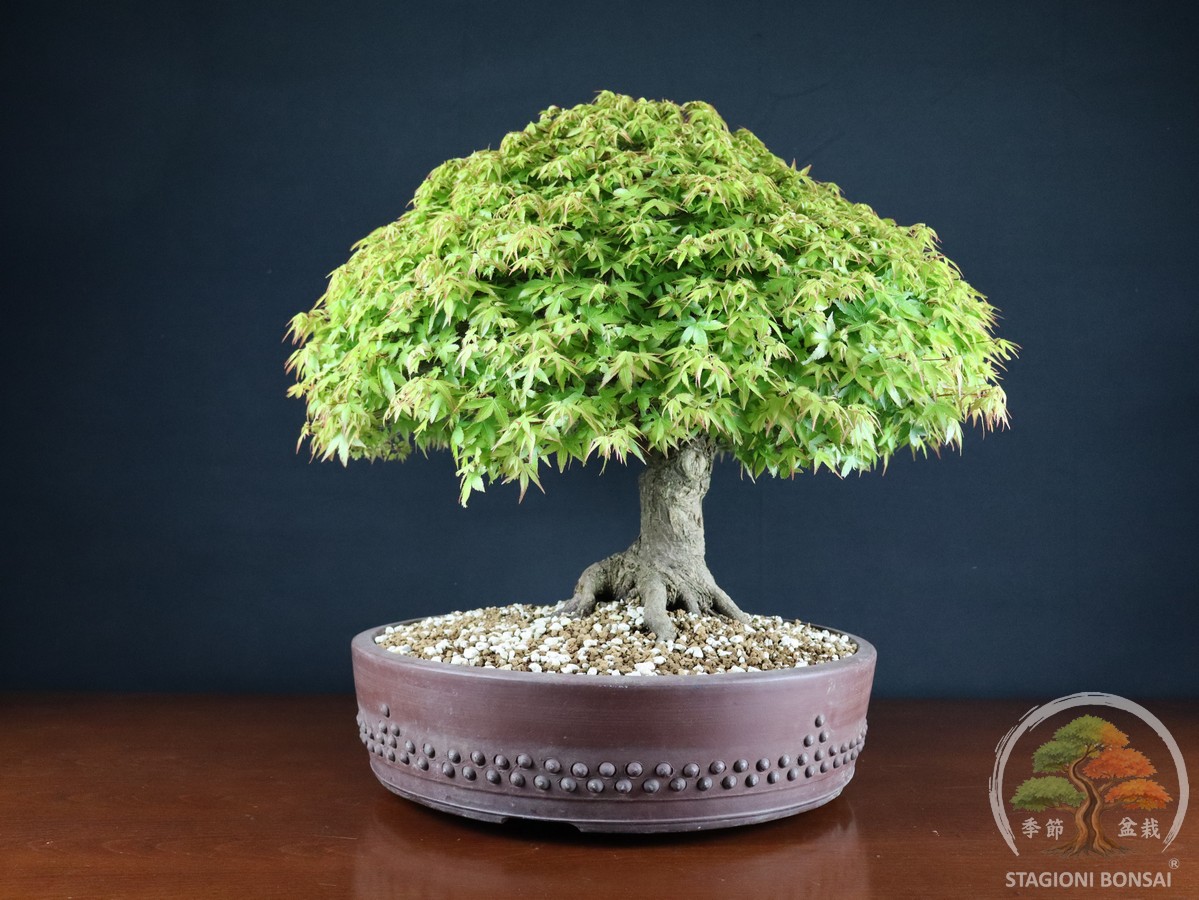 Acer palmatum Kiyohime - Acero palmato (26-050) - immagine 3
