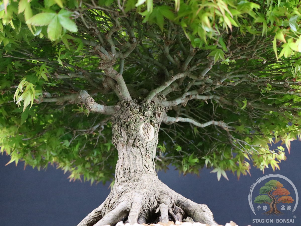 Acer palmatum Kiyohime - Acero palmato (26-050) - immagine 5