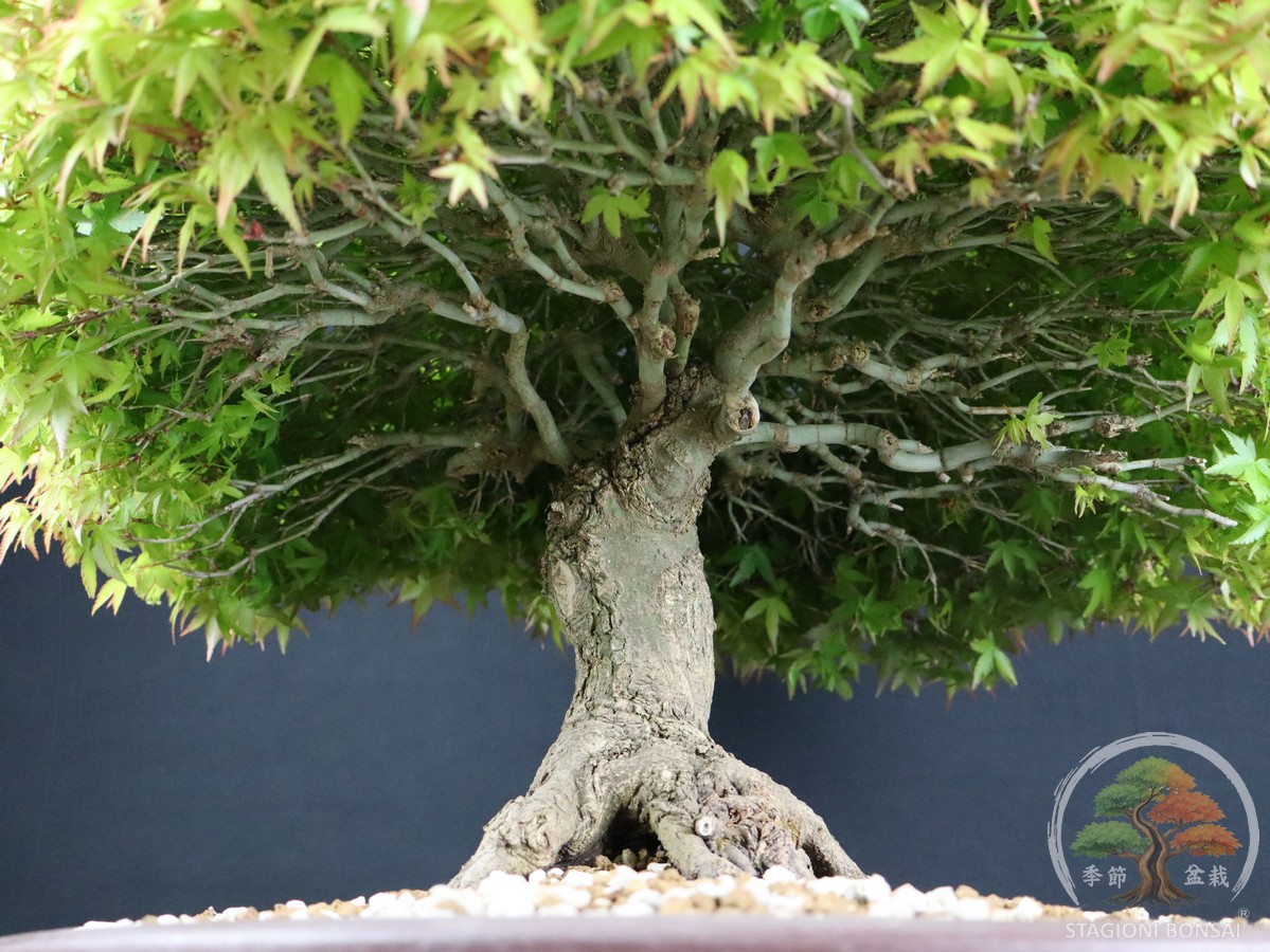 Acer palmatum Kiyohime - Acero palmato (26-050) - immagine 6