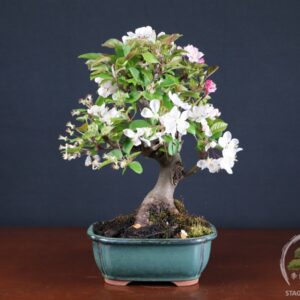 Malus 'Erwiam' (Melo bonsai da frutto) - fascia 150 €