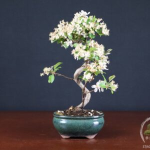 Malus 'Erwiam' (Melo bonsai da frutto) - fascia 80 €