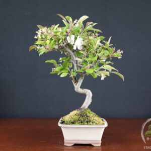 Malus 'Erwiam' (Melo bonsai da frutto) - fascia 50 €