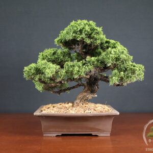 Juniperus Chinensis Itoigawa - Ginepro (25-015)
