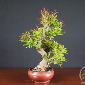Melograno da frutto - Punica granatum nejikan (26-059)