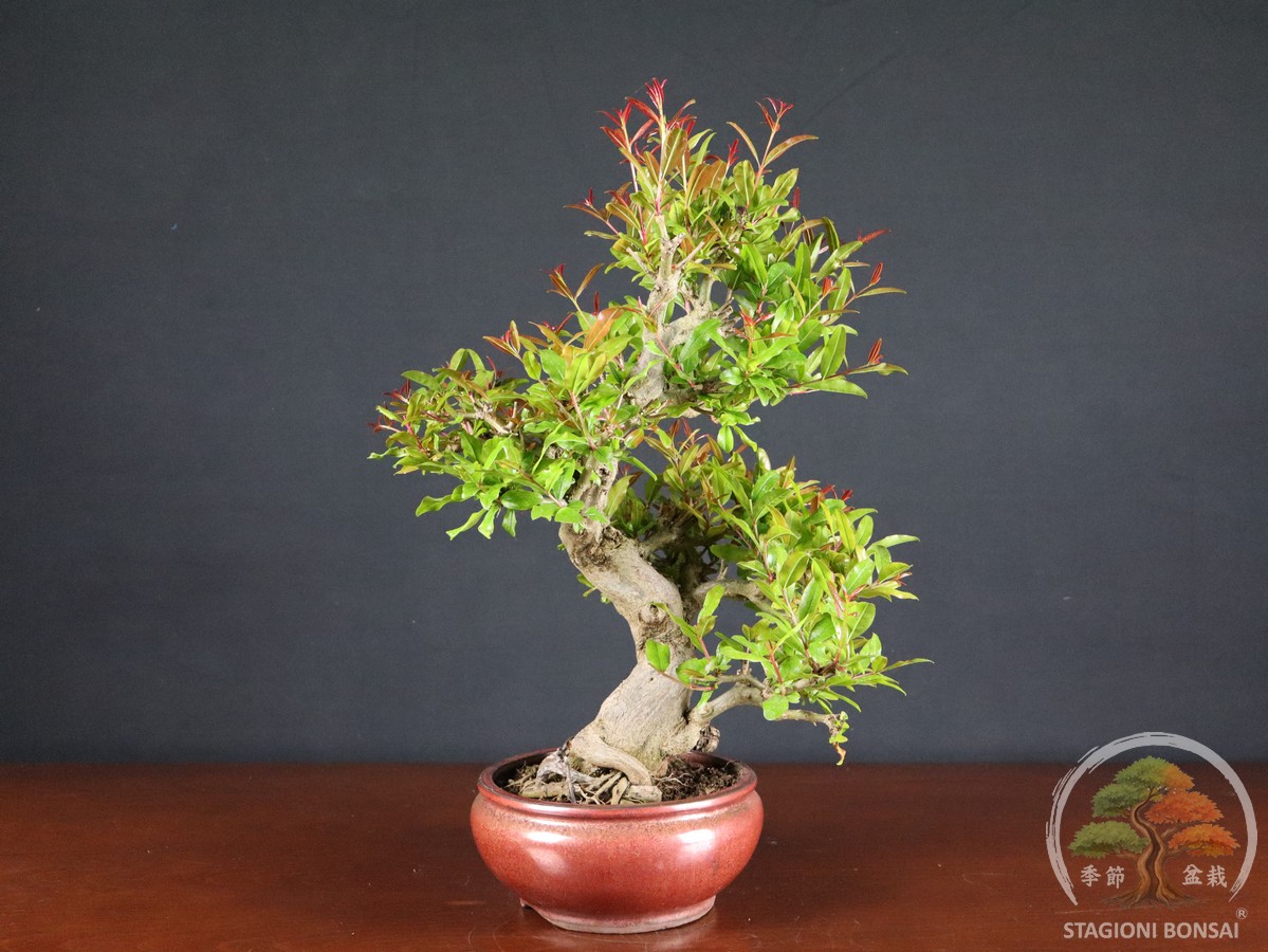 Melograno da frutto - Punica granatum nejikan (26-059)