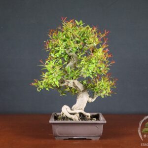 Melograno da frutto - Punica granatum nejikan (26-060)