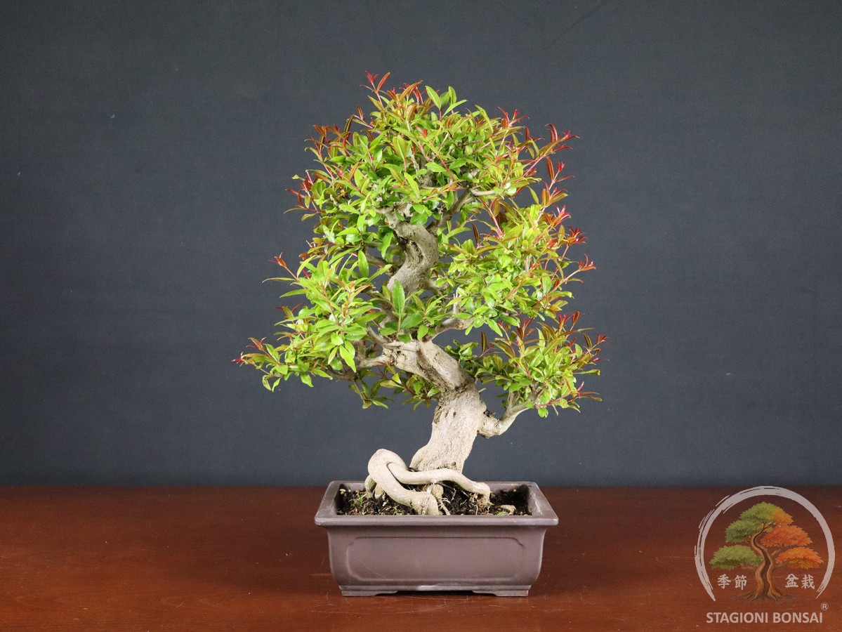 Melograno da frutto - Punica granatum nejikan (26-060)