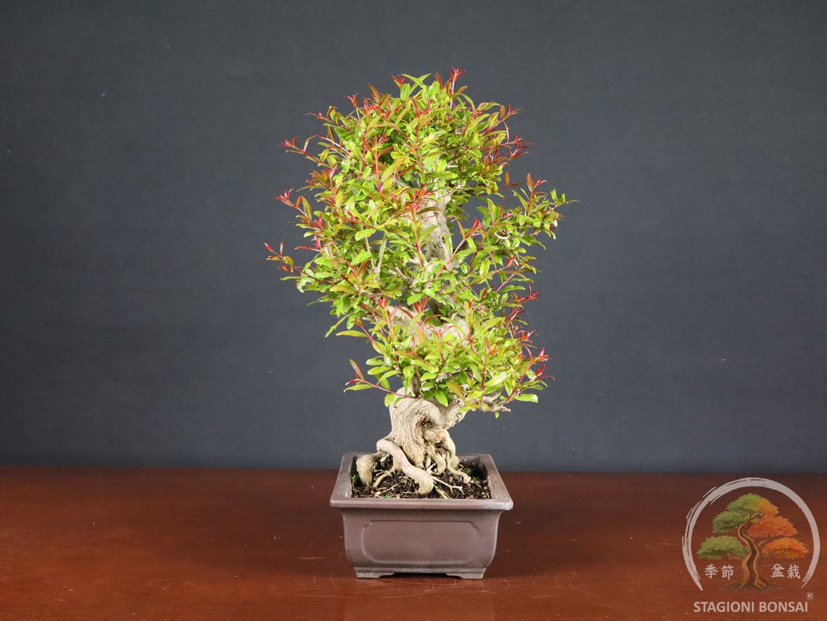 Melograno da frutto - Punica granatum nejikan (26-060) - immagine 2