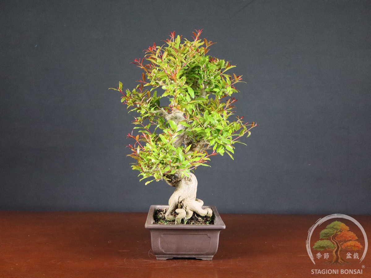 Melograno da frutto - Punica granatum nejikan (26-060) - immagine 4