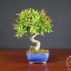 Melograno da frutto (Punica granatum nejikan) - fascia 65 €